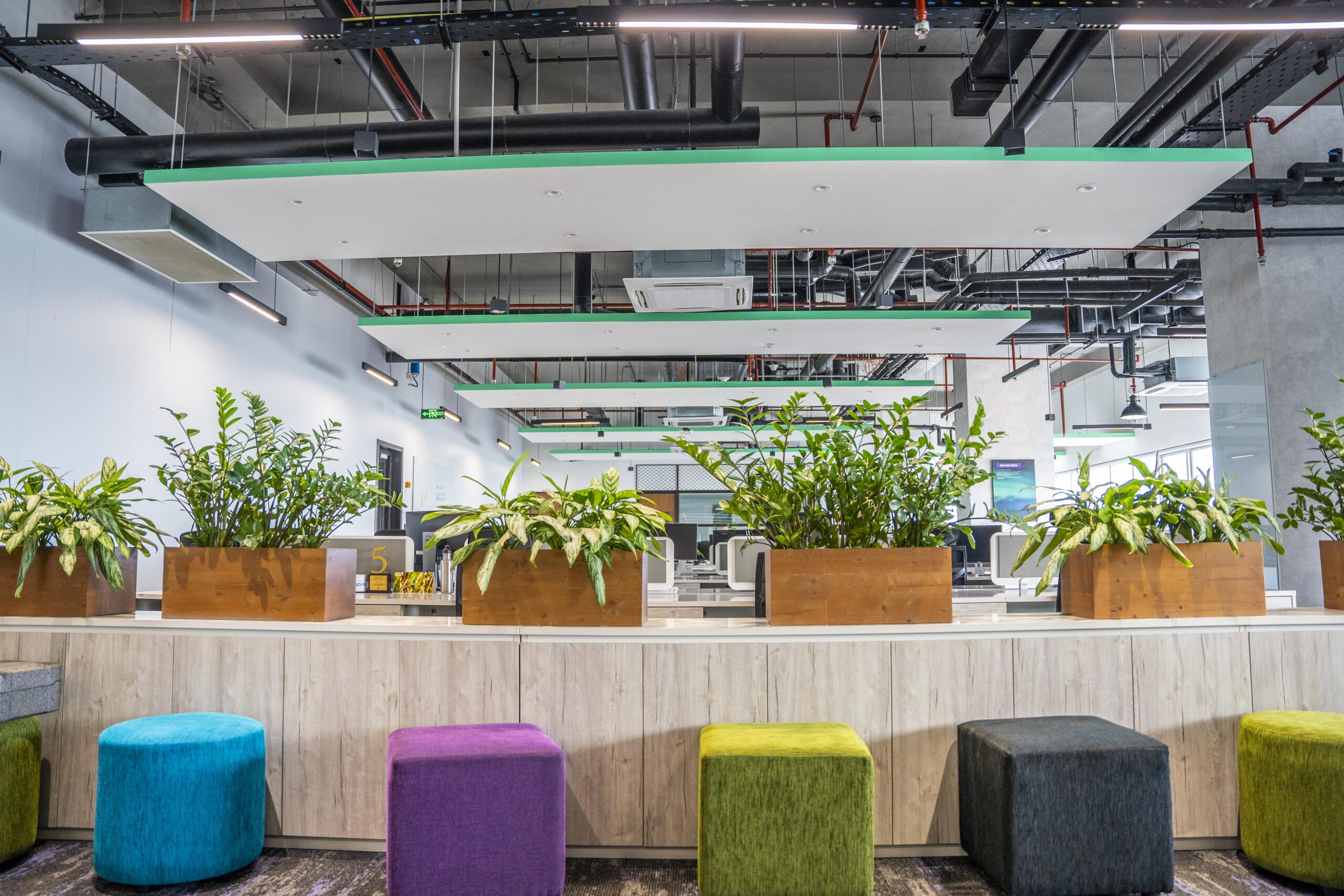 Potted foliage plants placed inside a modern office
