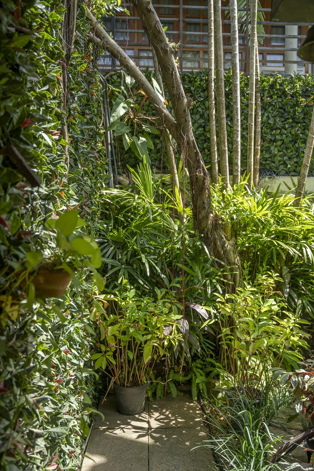 A garden with tall tress, pot plants and a live wall