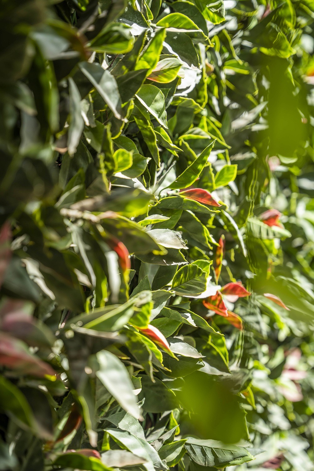 Foliage plants on a live wall
