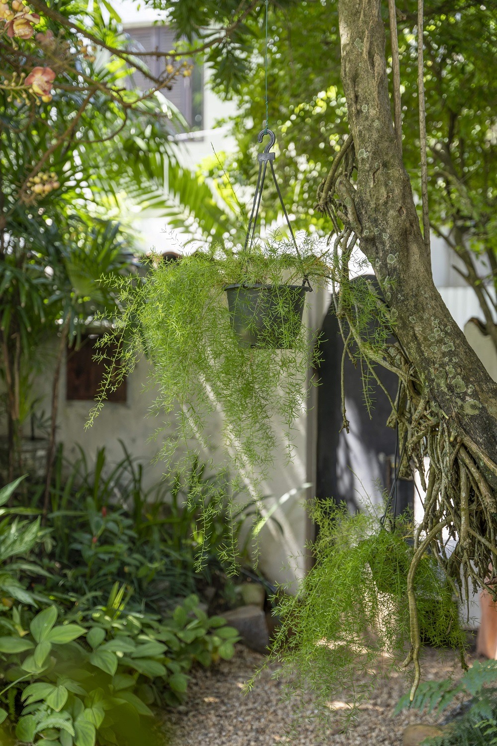 A garden with a large tree and bush plants