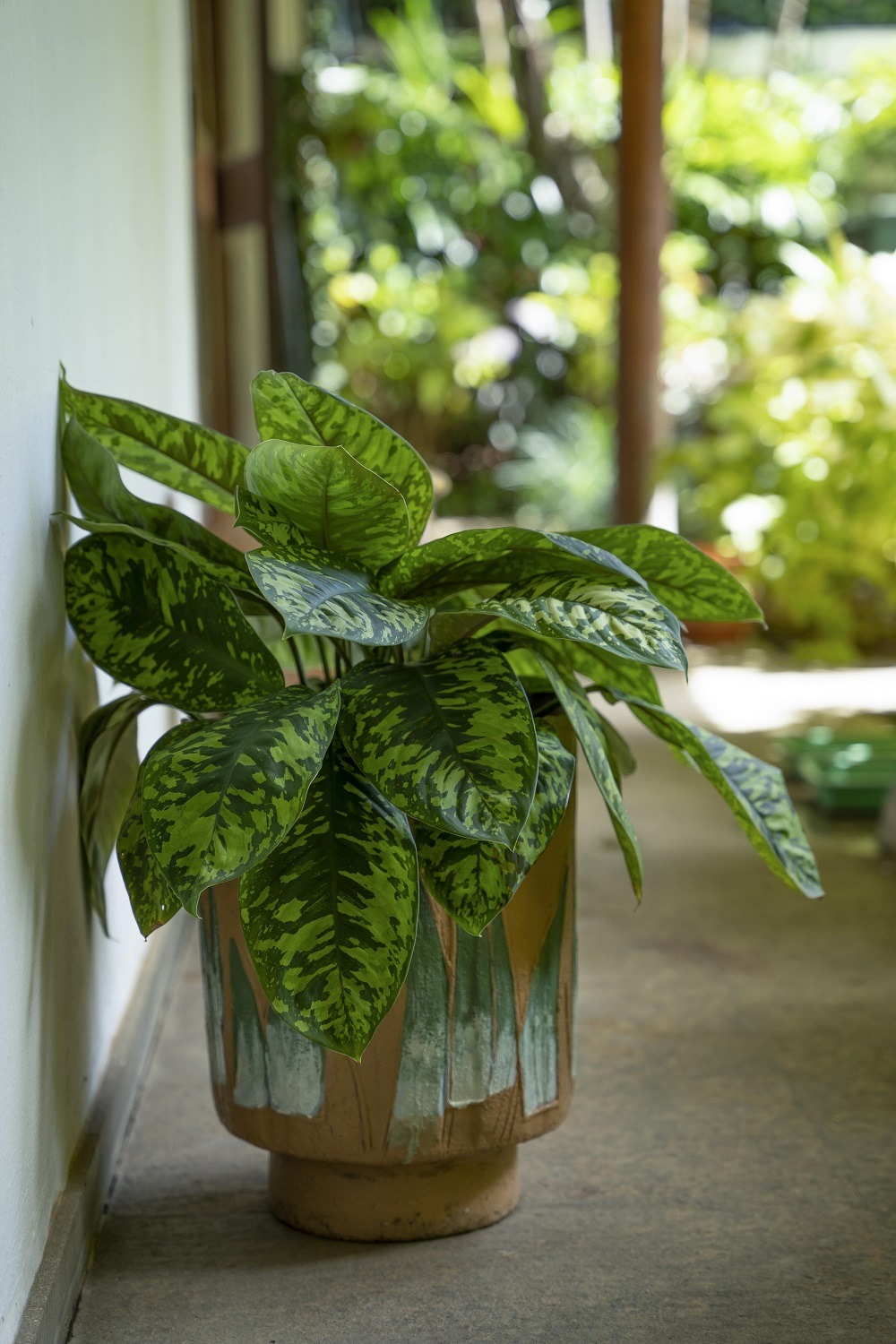 Foliage pot plant in than corridor