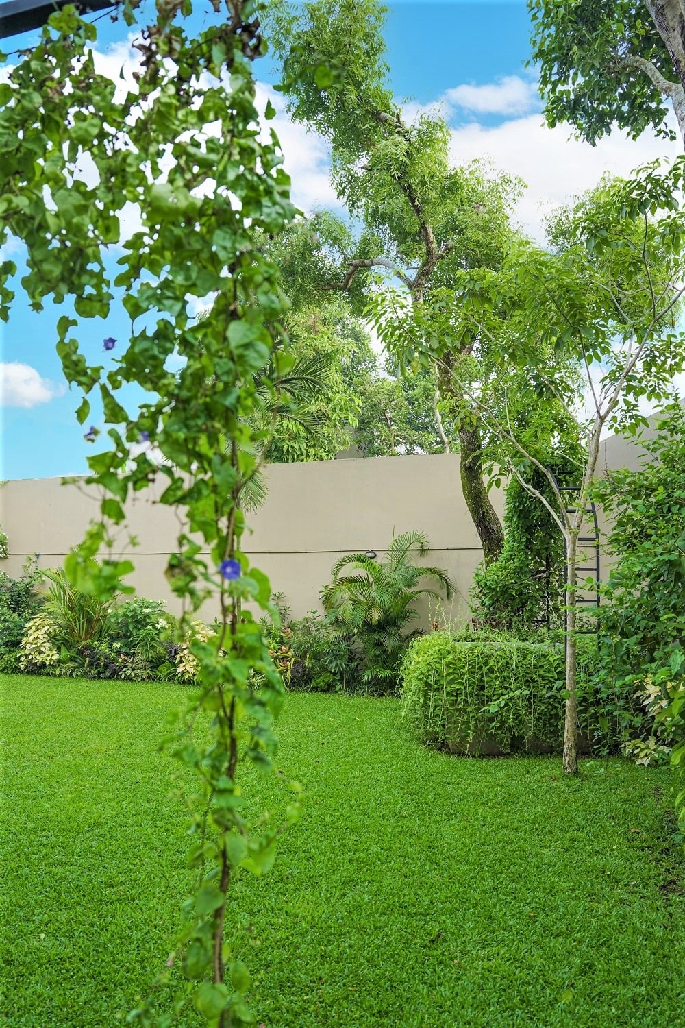 Home garden with big trees, bushes and a lawn