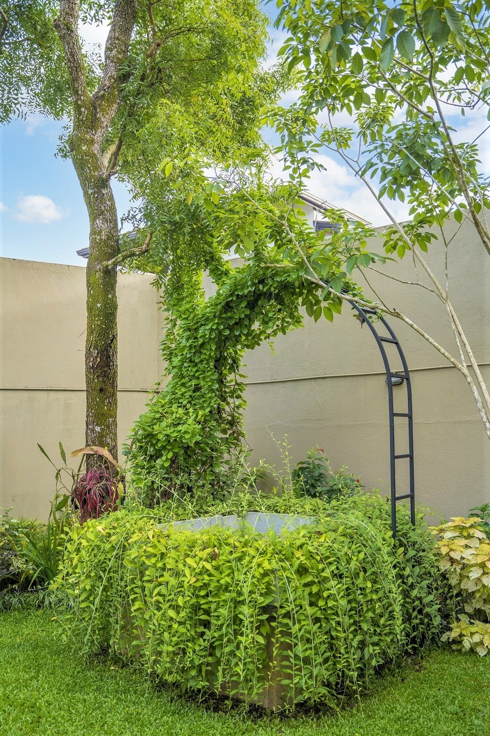 Home garden with big trees, bushes and a lawn