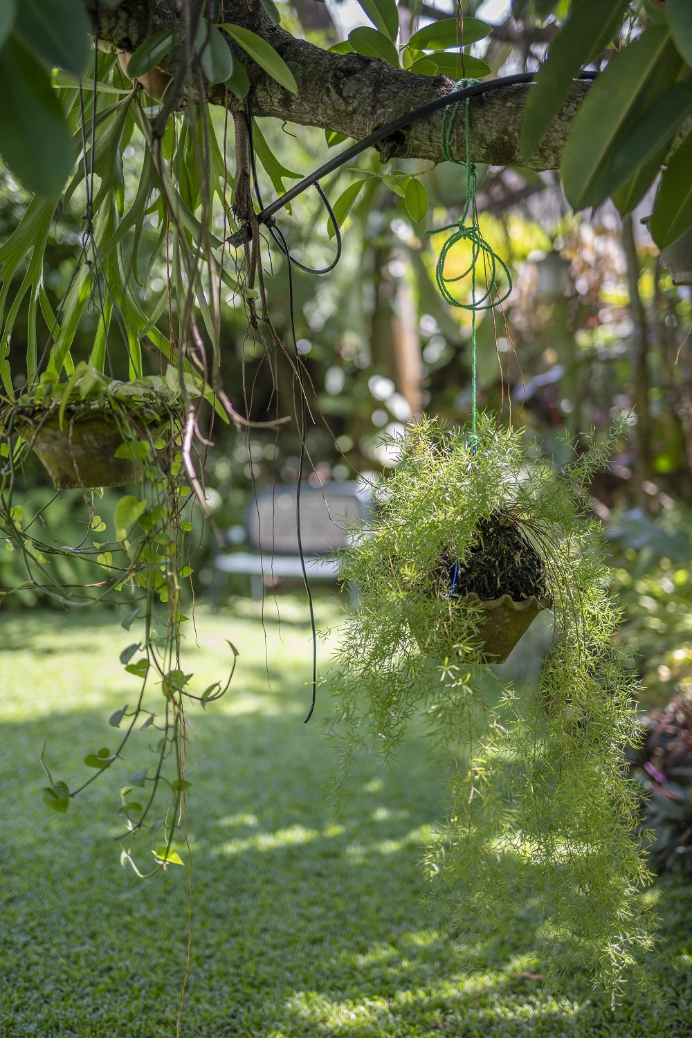 Pot plant hanged on a tree
