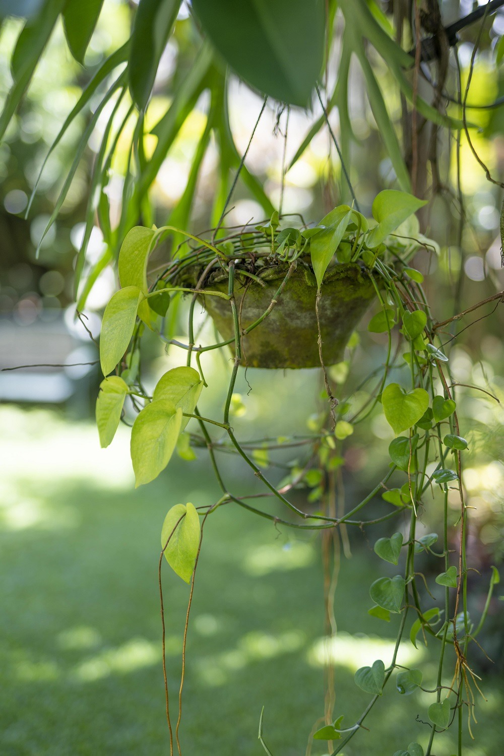 Pot plant hanged on a tree