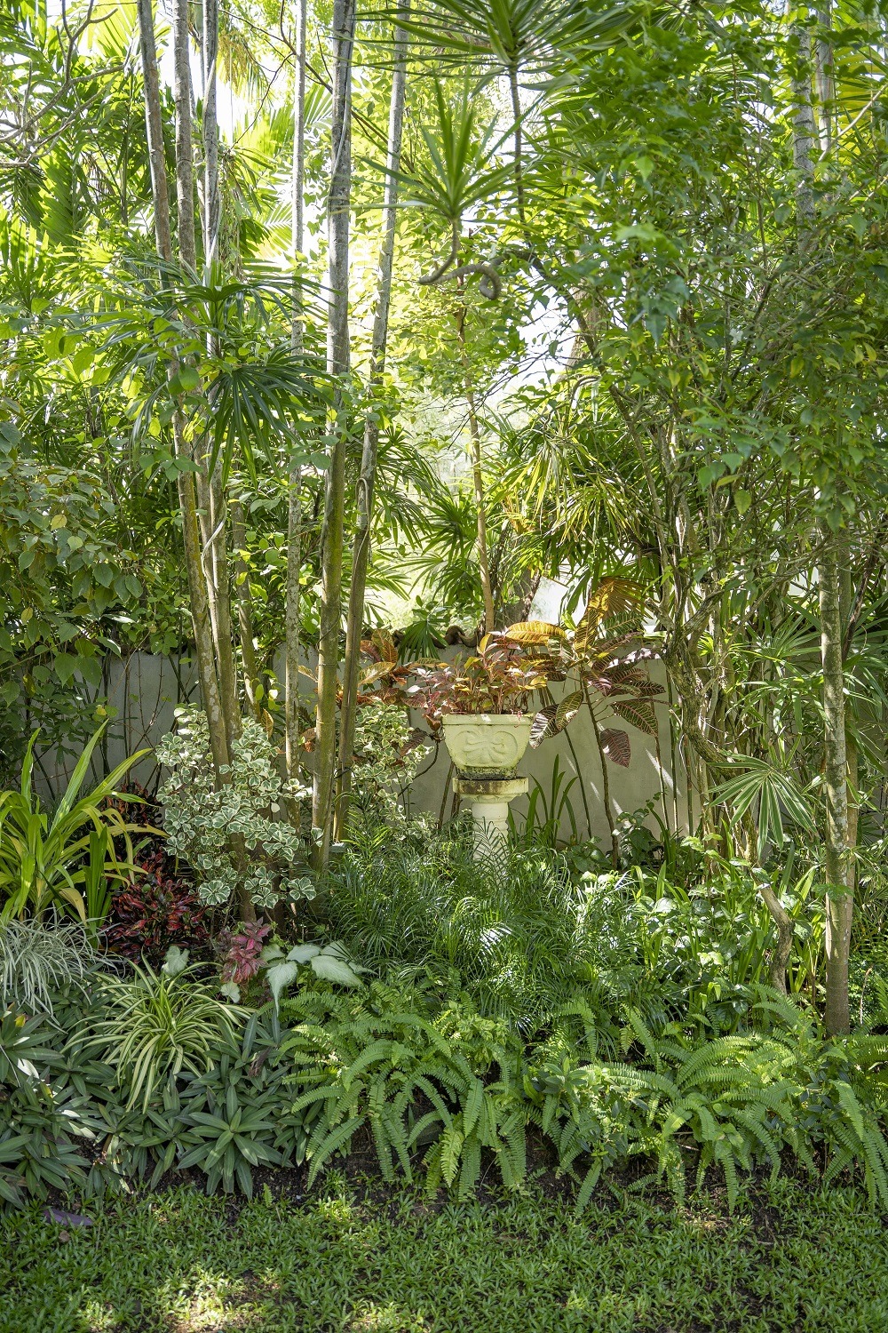 A garden with large trees and bushes