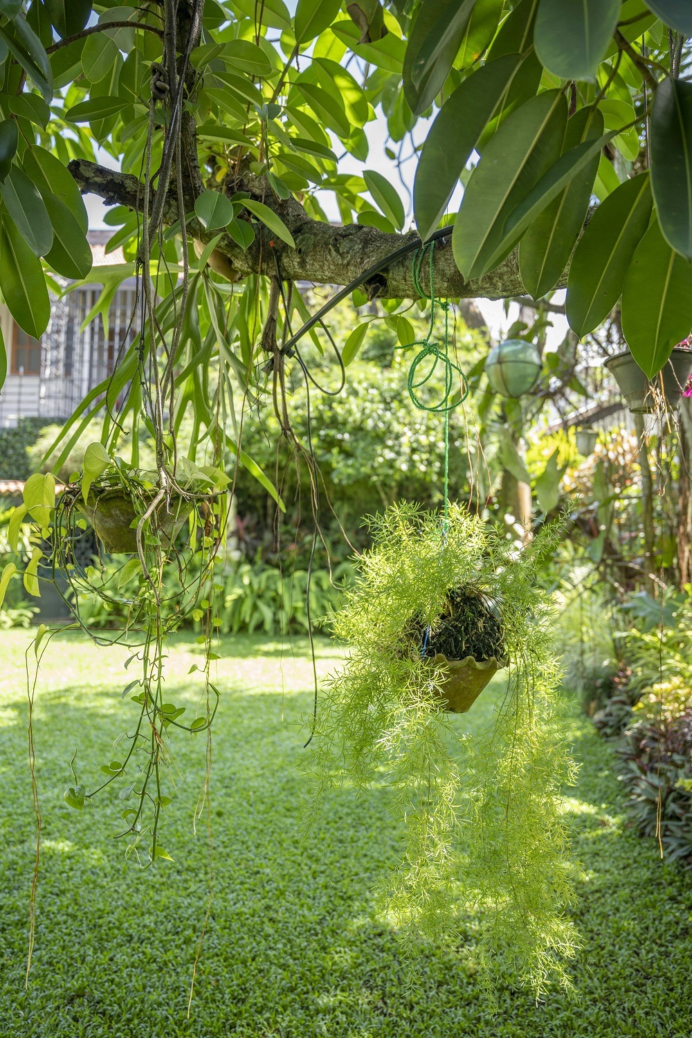 Pot plants hanged on a tree