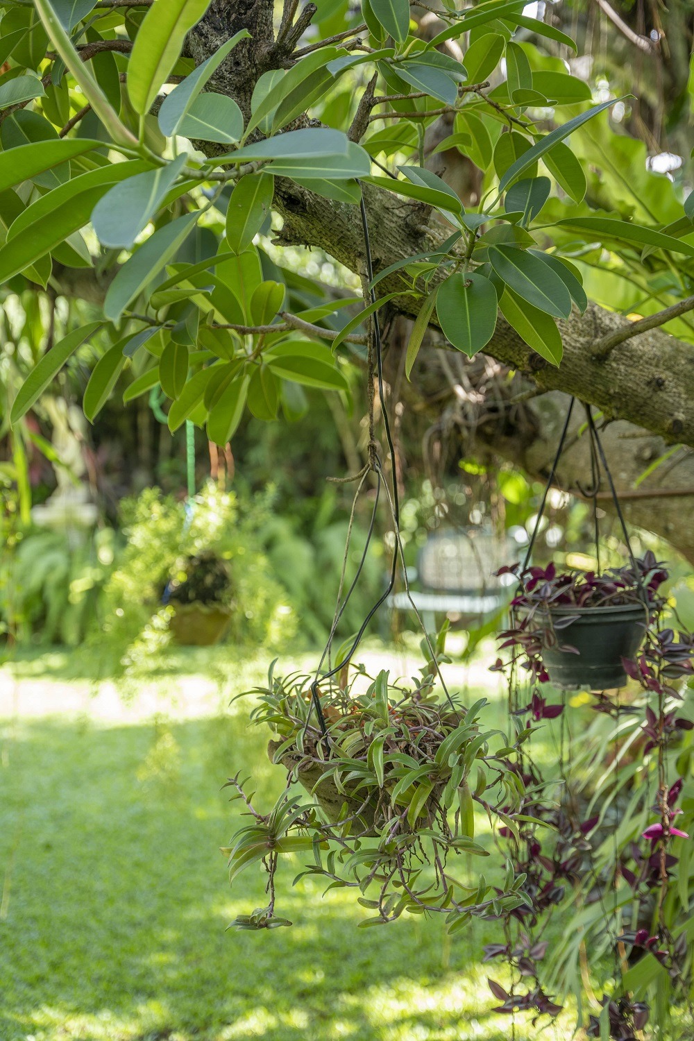 Pot plants hanged on a tree